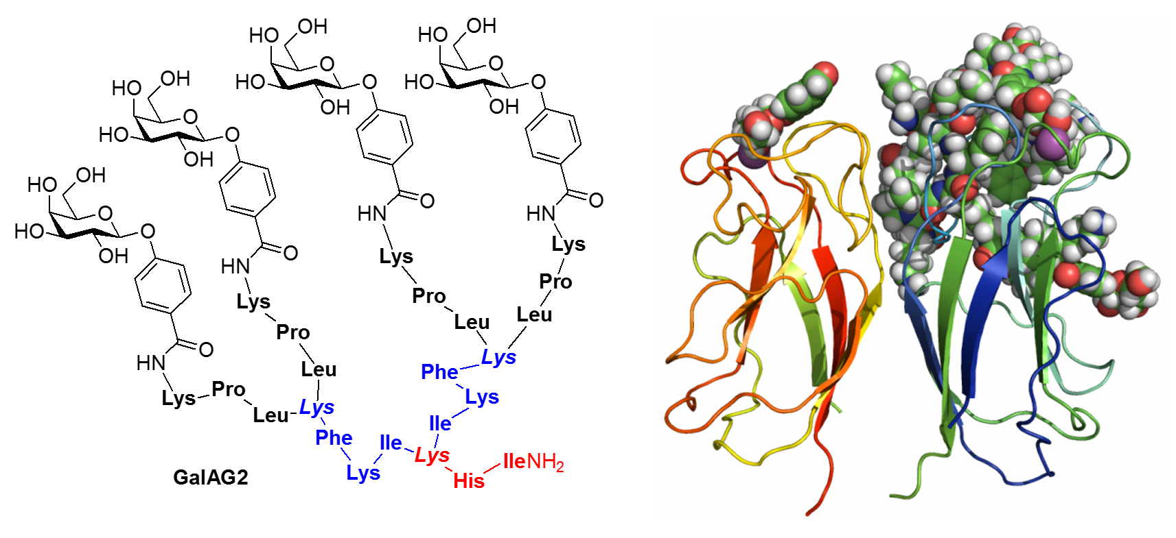 Structure of glycopeptide dendrimer GalAG2