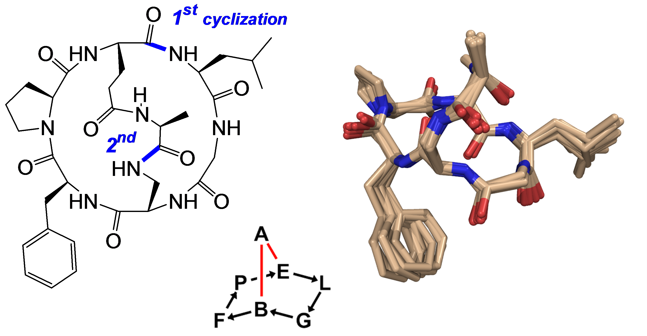Structure of a bicyclic peptide