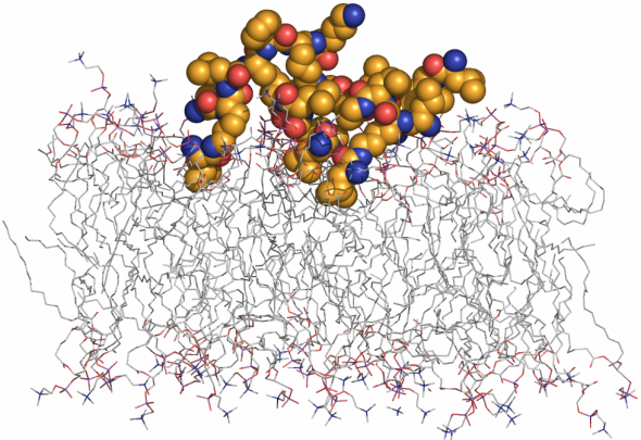 Peptide dendrimer entering the bacterial membrane