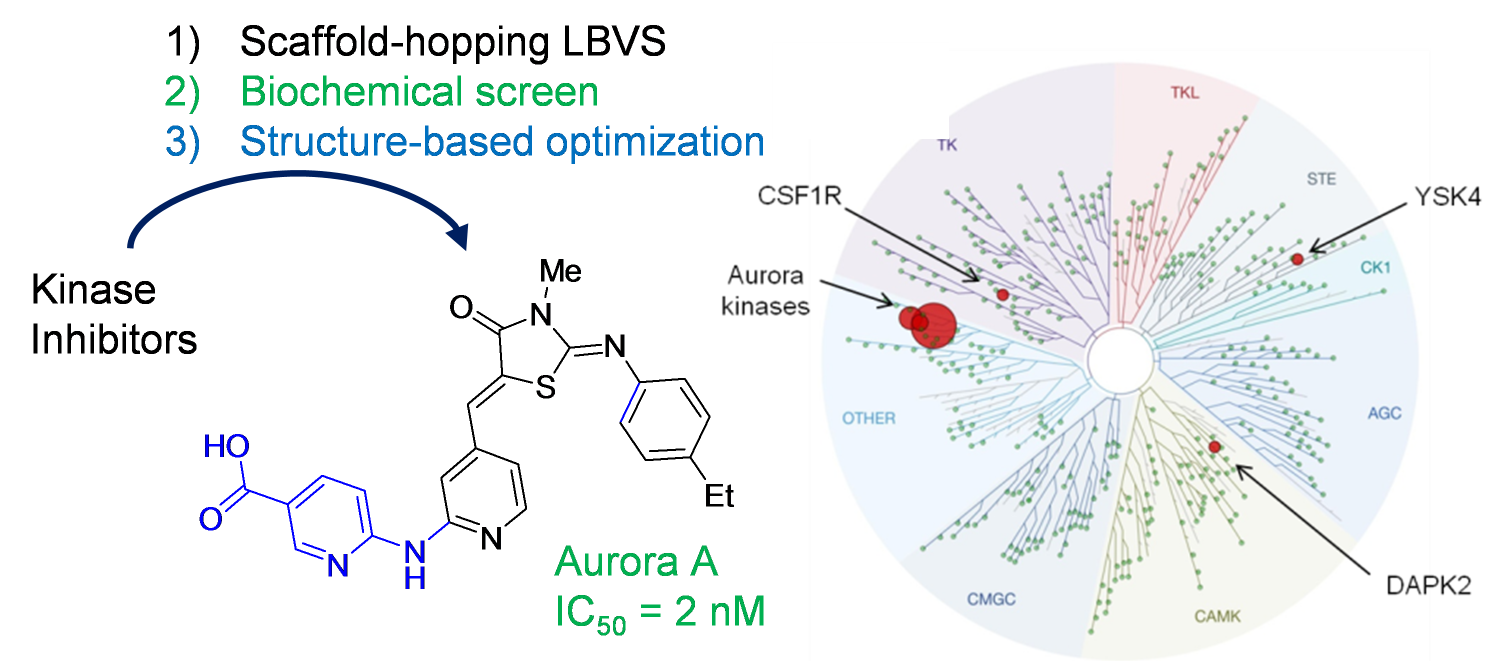 Discovery of a selective Aurora A kinase inhibitor