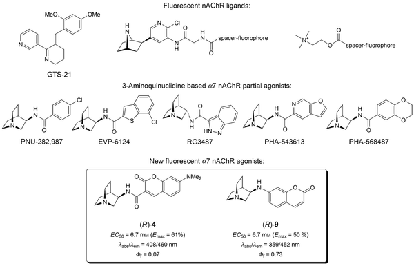 Fluorescent Agonists of the α7 Nicotinic Acetylcholine Receptor Derived from 3-Amino-Quinuclidine