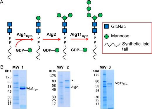 Chemo-enzymatic synthesis of lipid-linked GlcNAc2Man5 oligosaccharides using recombinant Alg1, Alg2 and Alg11 proteins