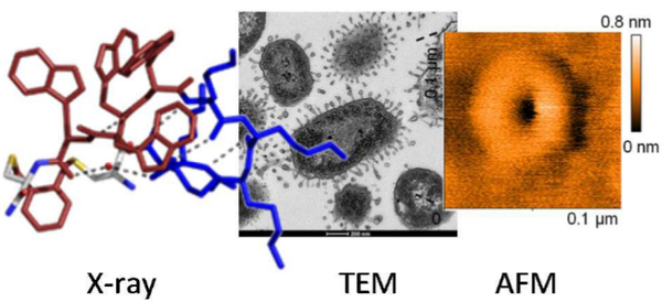 Design, crystal structure and AFM study of thioether ligated D,L-cyclic antimicrobial peptides against multidrug resistant Pseudomonas aeruginosa