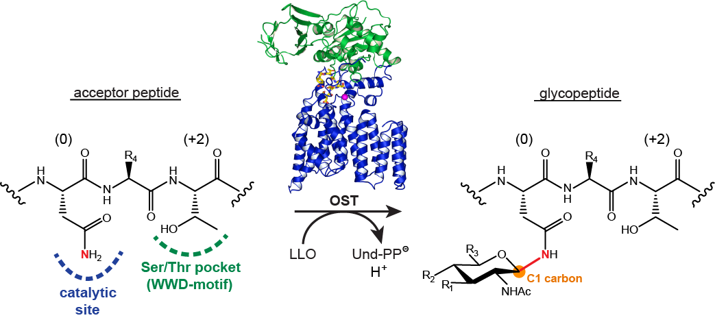 Oligosaccharyltransferase catalyzes N-linked protein glycosylation