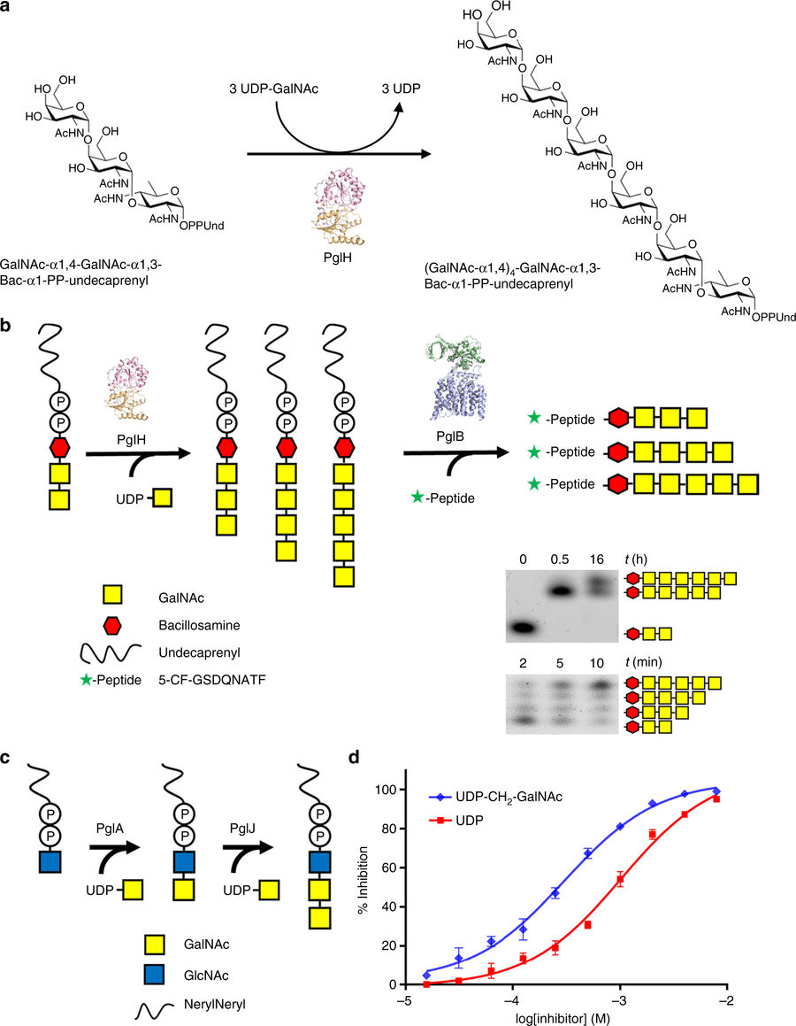 Bacterial Ruler Structural basis of the molecular ruler mechanism of a bacterial ...