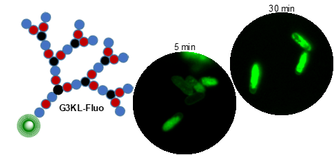 Binding of peptide dendrimer G3KL to bacteria tracked by fluorescence microscopy