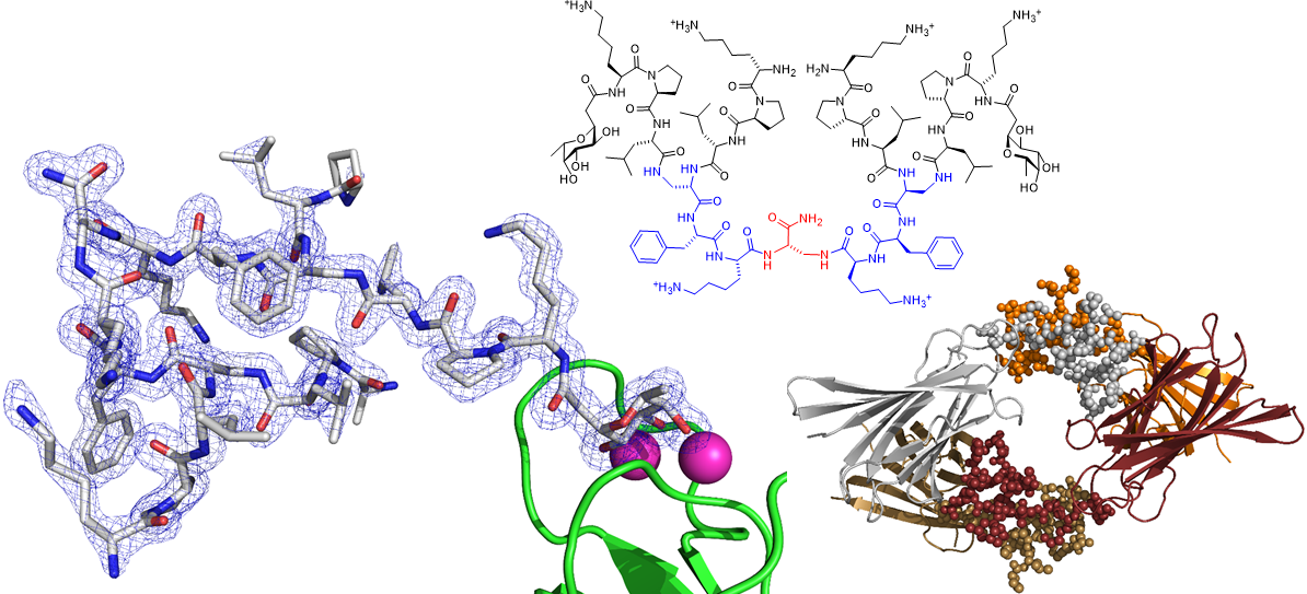 X-ray crystal structure of a peptide dendrimer as LecB complex.