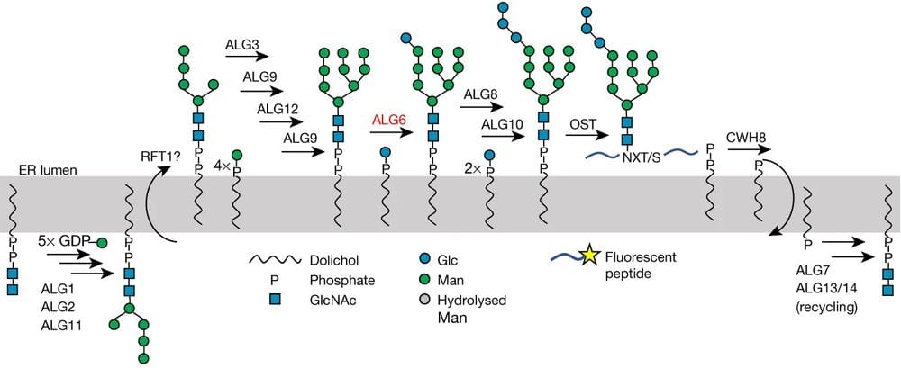 ALG6 figure
