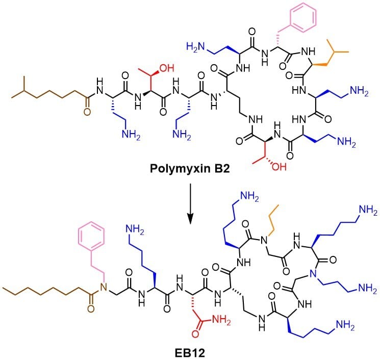 Antimicrobial Peptide-Peptoid Macrocycles from the Polymyxin B2 Chemical Space
