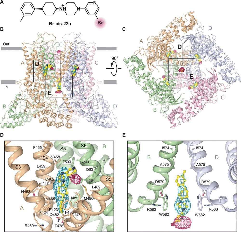 TRPV6 inhibitors illustration