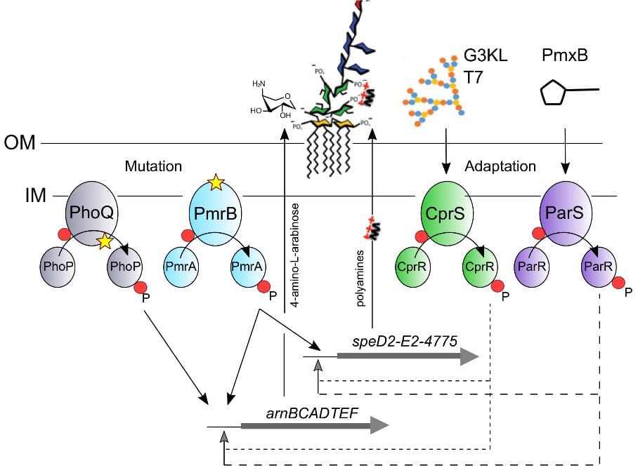 Antimicrobial response of peptide dendrimers