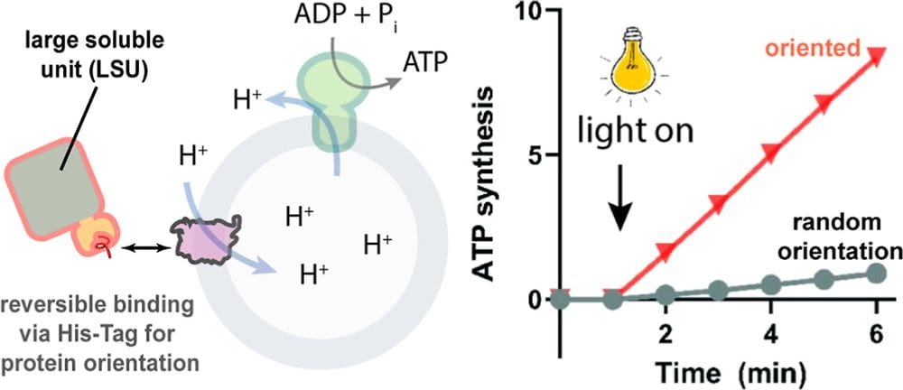 SB4C00058 figure 0006