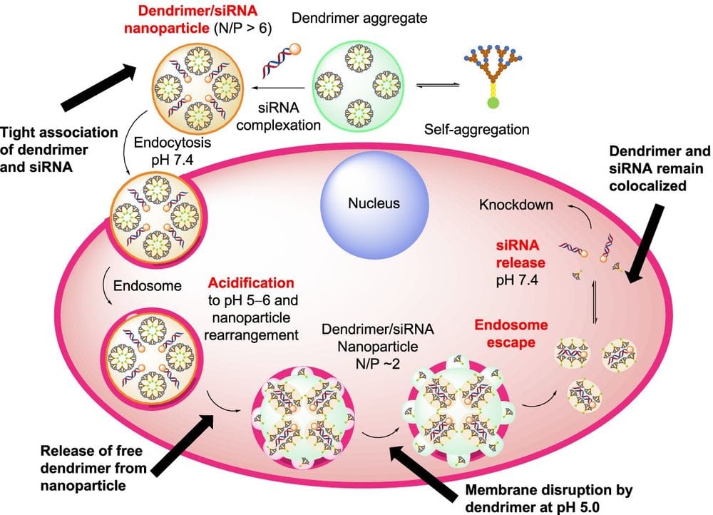 siRNA peptide dendrimer transfection diagram