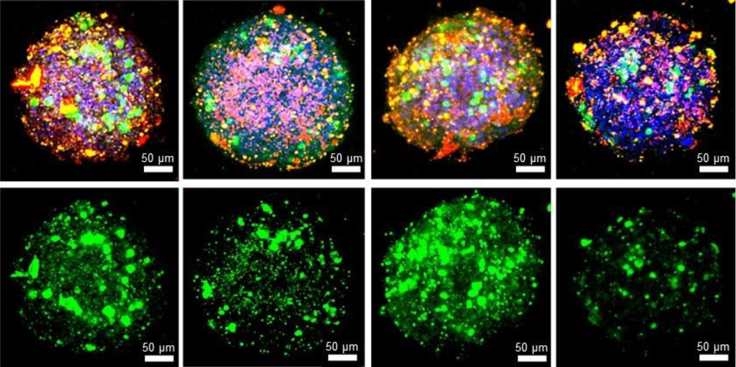 Dendrimer pDNA transfection figure