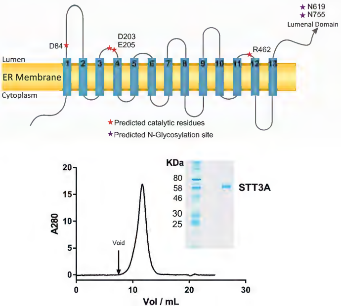 Characterization of the single-subunit oligosaccharyltransferase STT3A from Trypanosoma brucei using synthetic peptides and ...