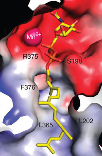 Molecular basis of lipid-linked oligosaccharide recognition and processing by bacterial oligosaccharyltransferase