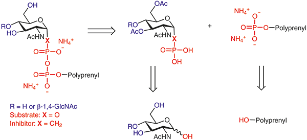 Synthesis of Lipid-Linked Oligosaccharides (LLOs) and Their Phosphonate Analogues as Probes To Study Protein Glycosylation Enzymes