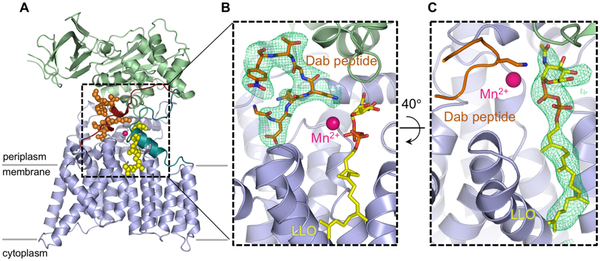 Structure of bacterial oligosaccharyltransferase PglB bound to a reactive LLO and an inhibitory peptide