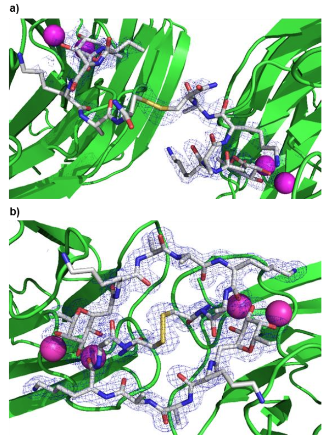 X‐Ray Crystal Structure of a Second Generation Peptide Dendrimer in Complex with Pseudomonas aeruginosa Lectin LecB