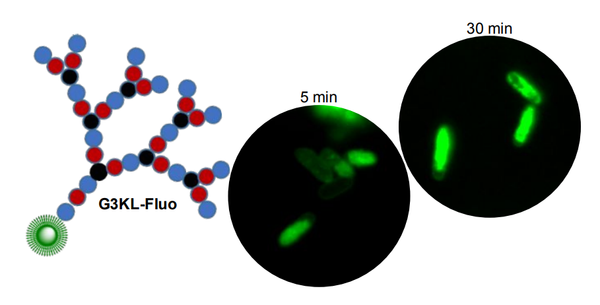 Fluorescence Imaging of Bacterial Killing by Antimicrobial Peptide Dendrimer G3KL
