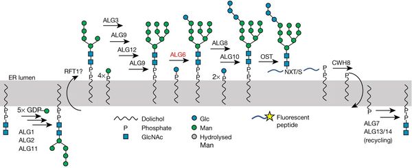 Structure and mechanism of the ER-based glucosyltransferase ALG6