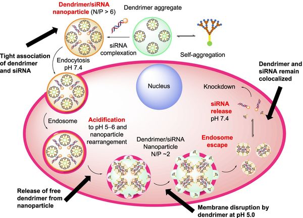 Fluorescent Peptide Dendrimers for siRNA Transfection: Tracking pH Responsive Aggregation, siRNA Binding, and Cell Penetration