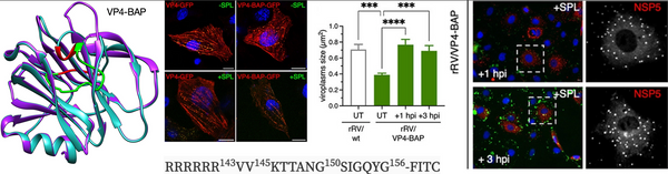 Rotavirus Spike Protein VP4 Mediates Viroplasm Assembly by Association to Actin Filaments