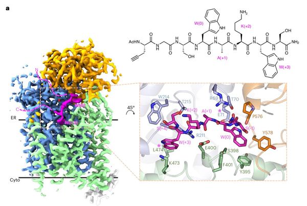 Structure, sequon recognition and mechanism of tryptophan C-mannosyltransferase