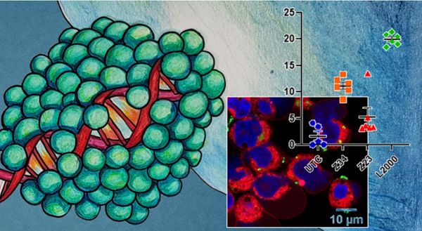 Peptide Dendrimers Transfecting CRISPR/Cas9 Plasmid DNA: Optimization and Mechanism