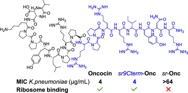 Stereorandomized Oncocins with Preserved Ribosome Binding andAntibacterial Activity